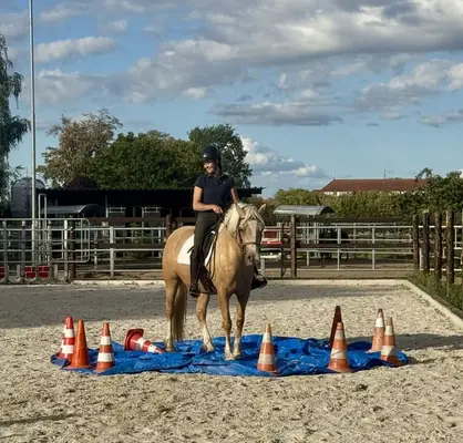 Montada, elegante, cariñosa yegua Welsh Cob, 5 años, Palomino