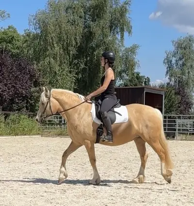 Angerittene, schicke, liebe Welsh-Cob Stute, 5 Jahre, Palomino
