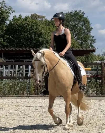 Angerittene, schicke, liebe Welsh-Cob Stute, 5 Jahre, Palomino