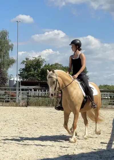 Angerittene, schicke, liebe Welsh-Cob Stute, 5 Jahre, Palomino