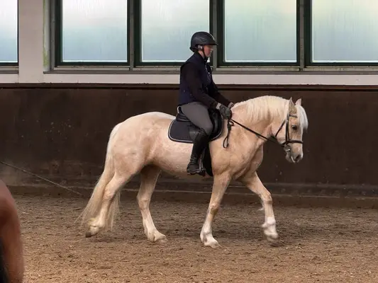 Angerittene, schicke, liebe Welsh-Cob Stute, 5 Jahre, Palomino