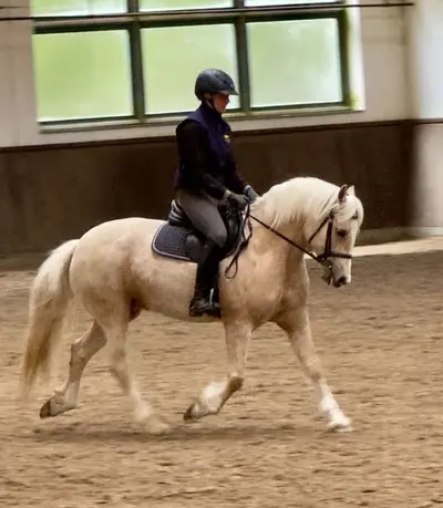 Angerittene, schicke, liebe Welsh-Cob Stute, 5 Jahre, Palomino