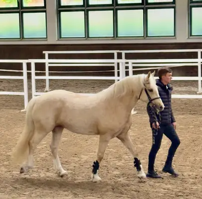 Angerittene, schicke, liebe Welsh-Cob Stute, 5 Jahre, Palomino