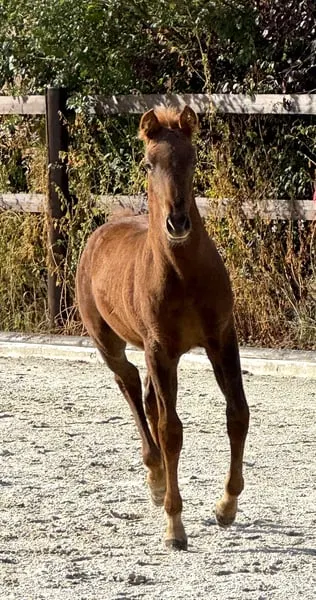 PRE, Rojo, 1J., Enkel des legendären Cacique, feuerrot