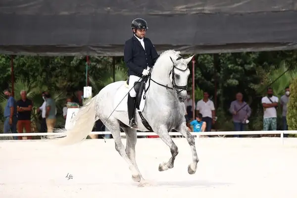 Cartujano, 1,68m, Calificadozucht , ANCCE gekört, HB1 zugelassen