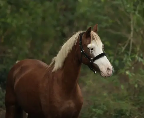Très gentille grande jument poney B