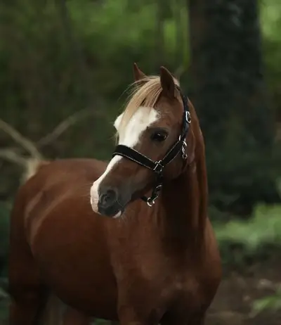 Sehr liebe, große B-Pony-Stute