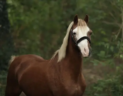 Sehr liebe, große B-Pony-Stute