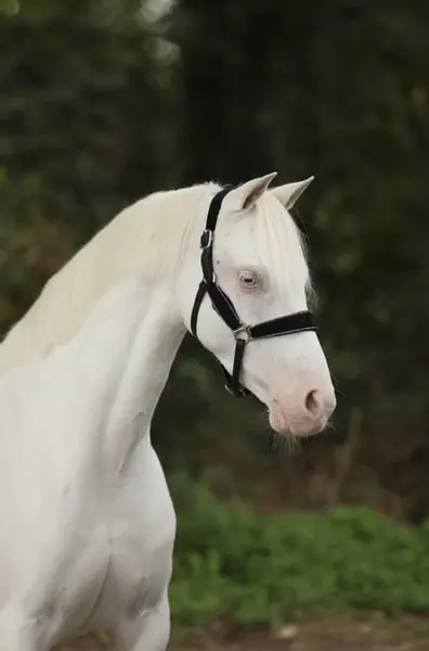 Wunderschöne Cremello B Pony-Stute