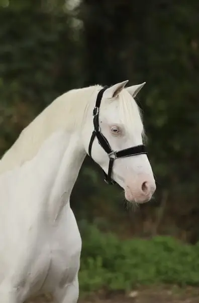 Magnifique jument poney B Cremello