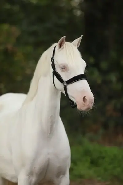 Wunderschöne Cremello B Pony-Stute