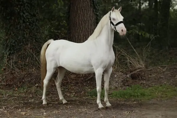Wunderschöne Cremello B Pony-Stute