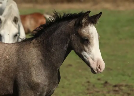 Très bon poulain hongre de poney C en course