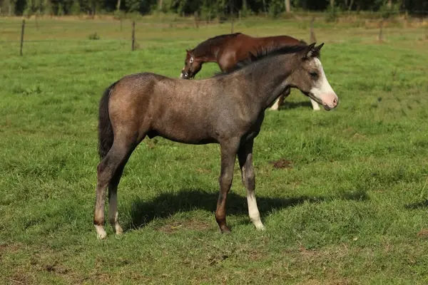 Sehr gut laufendes C-Pony-Wallachfohlen