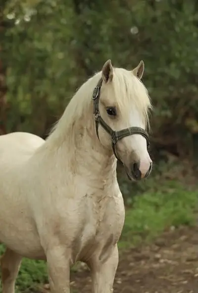 Magnifique poney palomino C