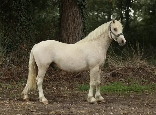Wunderschöner Palomino C Pony