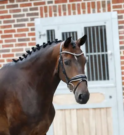 Jument de dressage inutilisée