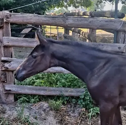 Mare foal by Grey Tonic