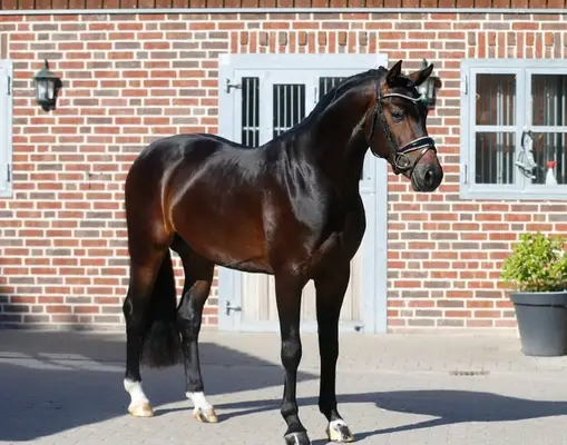 Absoluter Hingucker Dressuryoungster