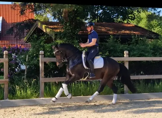 Absoluter Hingucker Dressuryoungster