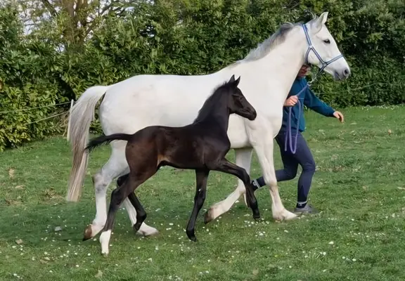 Filly foal with interesting lineage