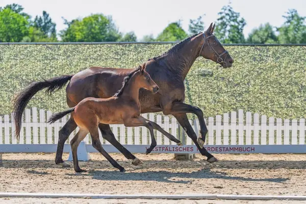 Schicke bewegungsstarke Dressurperle