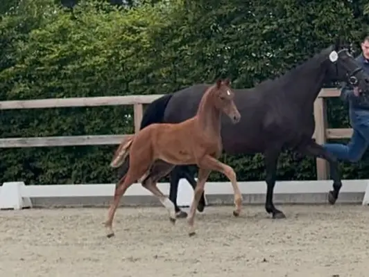 Elite foal with best dressage lineage