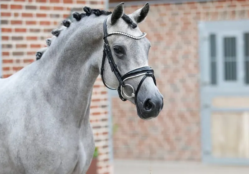 Super schicke und bewegungsstarke Ponystute