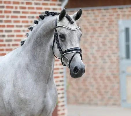 Super schicke und bewegungsstarke Ponystute