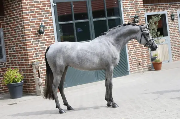 Super schicke und bewegungsstarke Ponystute