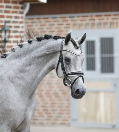 Super schicke und bewegungsstarke Ponystute