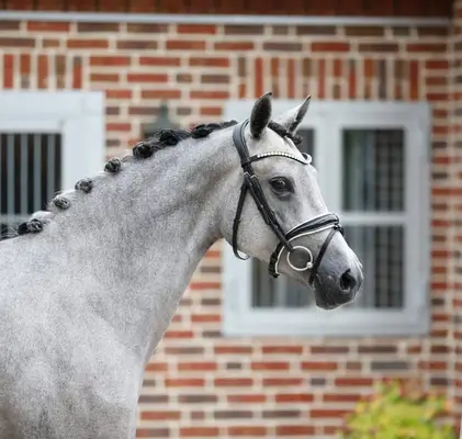 Super schicke und bewegungsstarke Ponystute