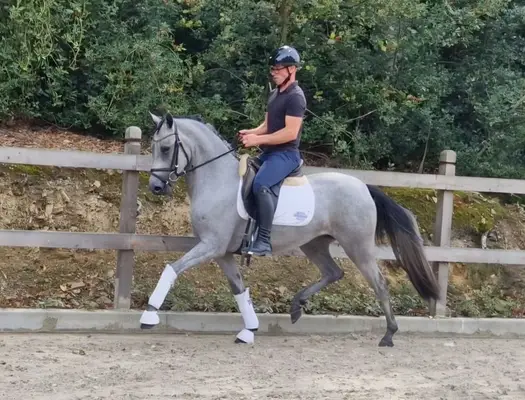 Super schicke und bewegungsstarke Ponystute