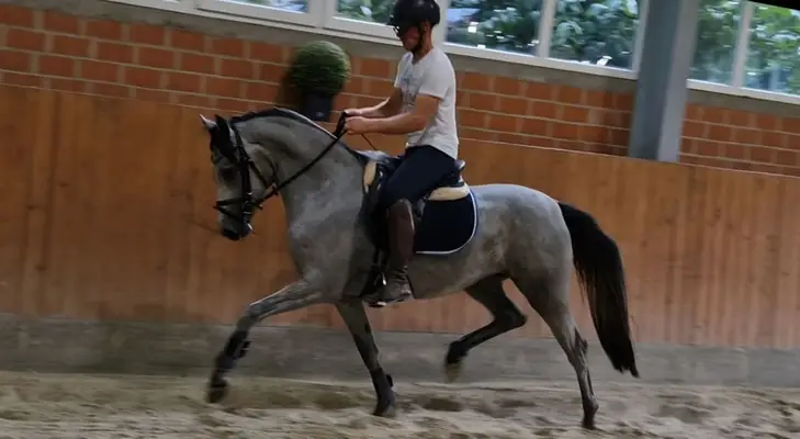 Super schicke und bewegungsstarke Ponystute
