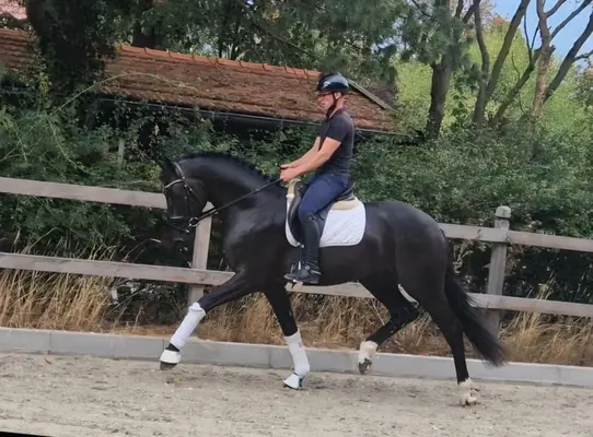 Imposanter Dressuryoungster