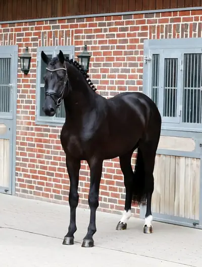 Imposanter Dressuryoungster