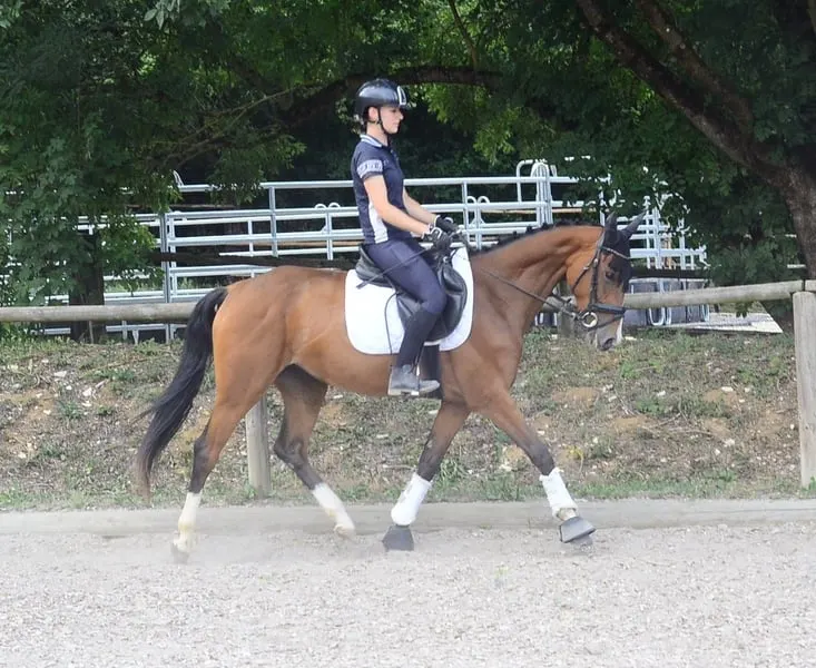 Contiana – elegante 4-jährige Warmblutstute mit viel Potenzial