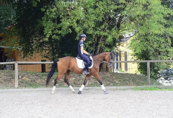 Contiana – elegante 4-jährige Warmblutstute mit viel Potenzial