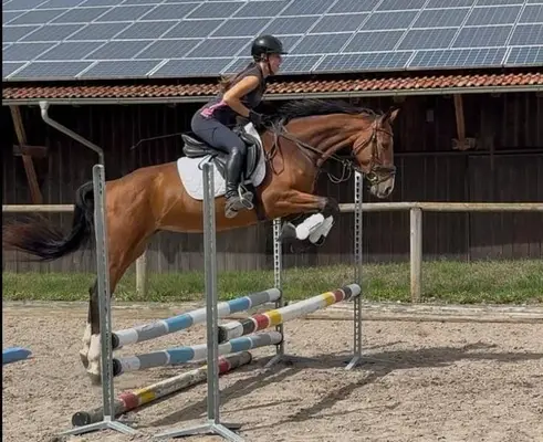 Contiana – elegante 4-jährige Warmblutstute mit viel Potenzial