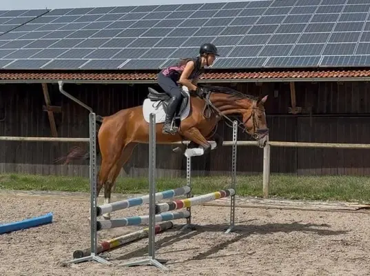 Contiana – elegante 4-jährige Warmblutstute mit viel Potenzial