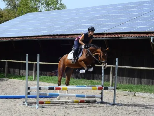 Contiana – elegante 4-jährige Warmblutstute mit viel Potenzial