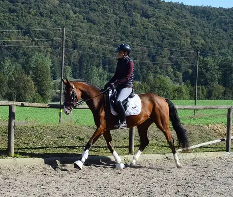 Contiana – elegante 4-jährige Warmblutstute mit viel Potenzial