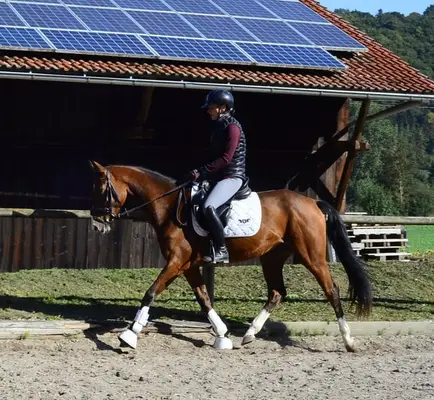 Contiana – elegante 4-jährige Warmblutstute mit viel Potenzial