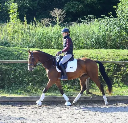 Contiana – elegante 4-jährige Warmblutstute mit viel Potenzial