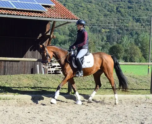 Contiana – elegante 4-jährige Warmblutstute mit viel Potenzial