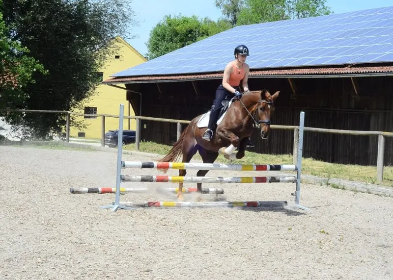 Tolles Pony mit top Charakter