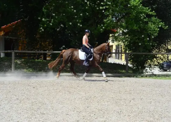 Tolles Pony mit top Charakter