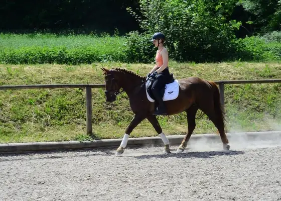 Tolles Pony mit top Charakter