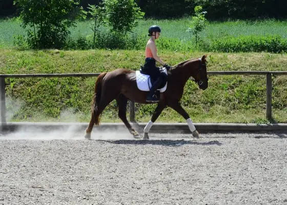 Tolles Pony mit top Charakter