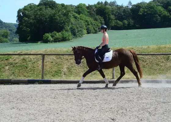 Tolles Pony mit top Charakter